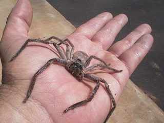 huntsman spider photo: Huntsman (BIG Mama) huntsman-spider1.jpg